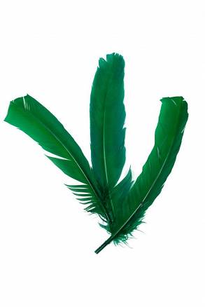 Pióro Długie Pojedyncze Zielone